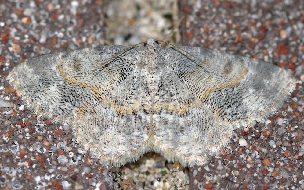 Charissa (Euchrognophos) variegata (Duponchel, 1830)